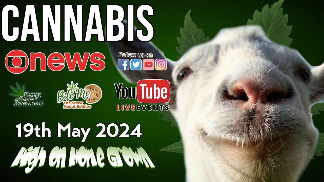 Win Free Cannabis Seeds | UK Hypocrisy and Corruption | Can Scotland legalise without UK? | News 115