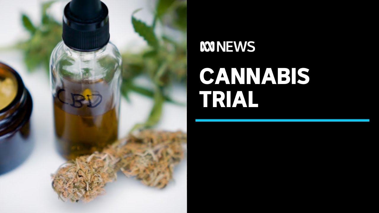 Victoria launches trial exploring medicinal cannabis patients being allowed to drive | ABC News