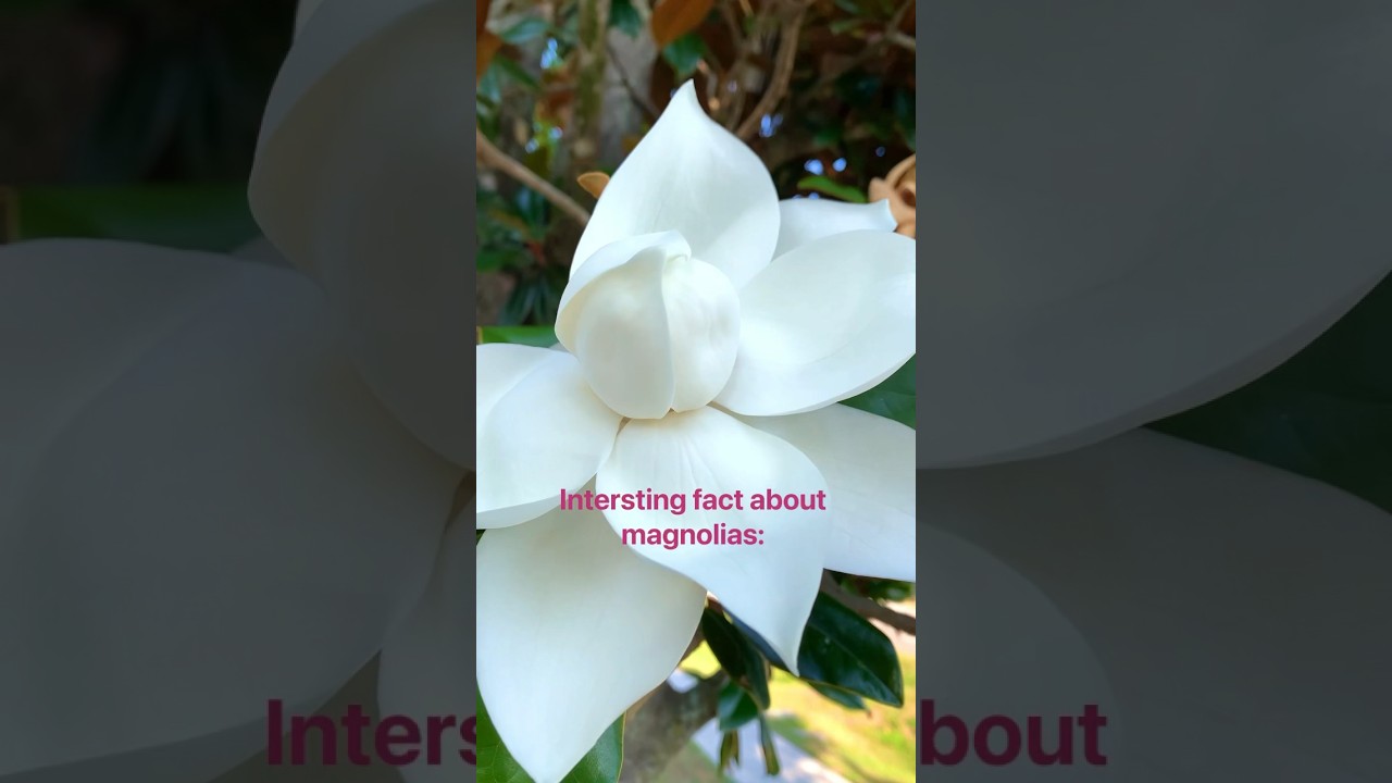 This Is Your Reminder to Stop and Smell the Roses #florida #magnolia