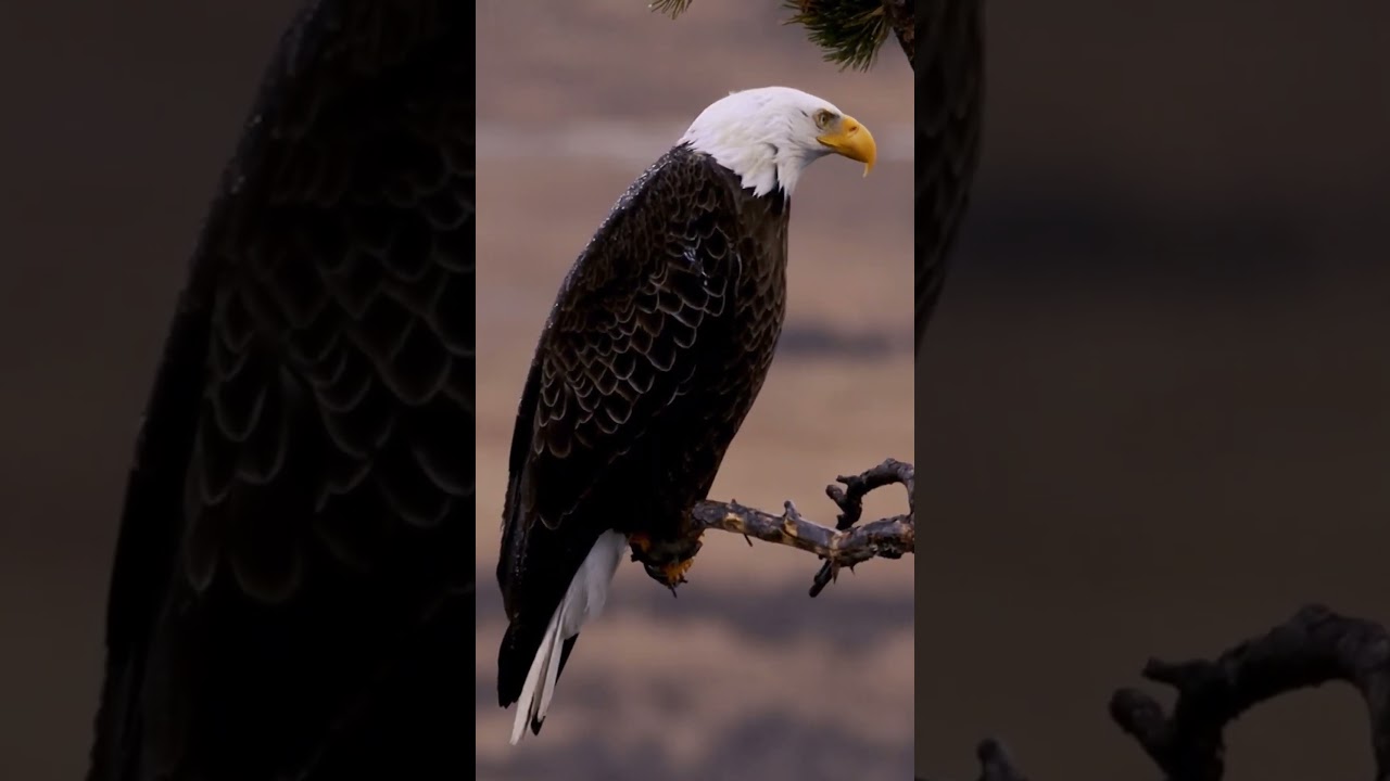 Bald eagle 🦅 #yellowstone #freedom #shorts #merica #usa #motivation