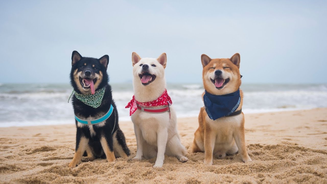 How to Take Care of a Shiba Inu: Health and Wellness Tips