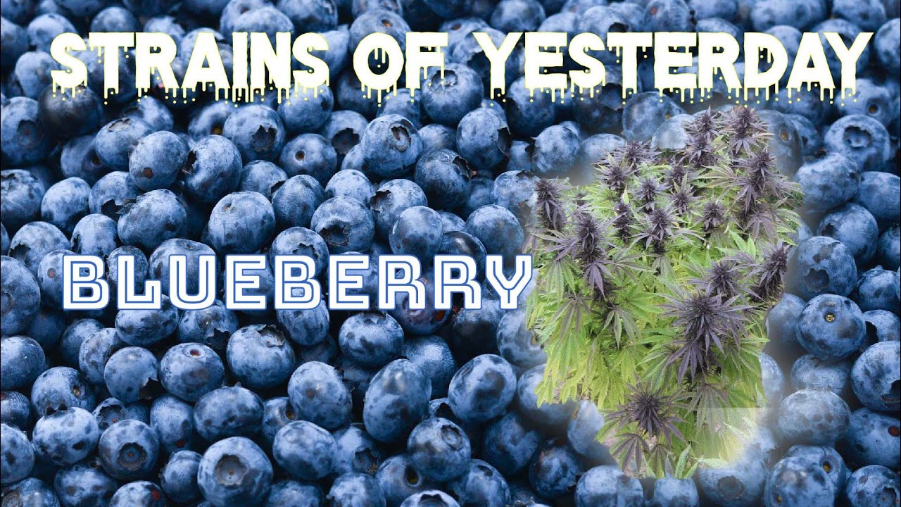 Strains of Yesterday : BLUEBERRY