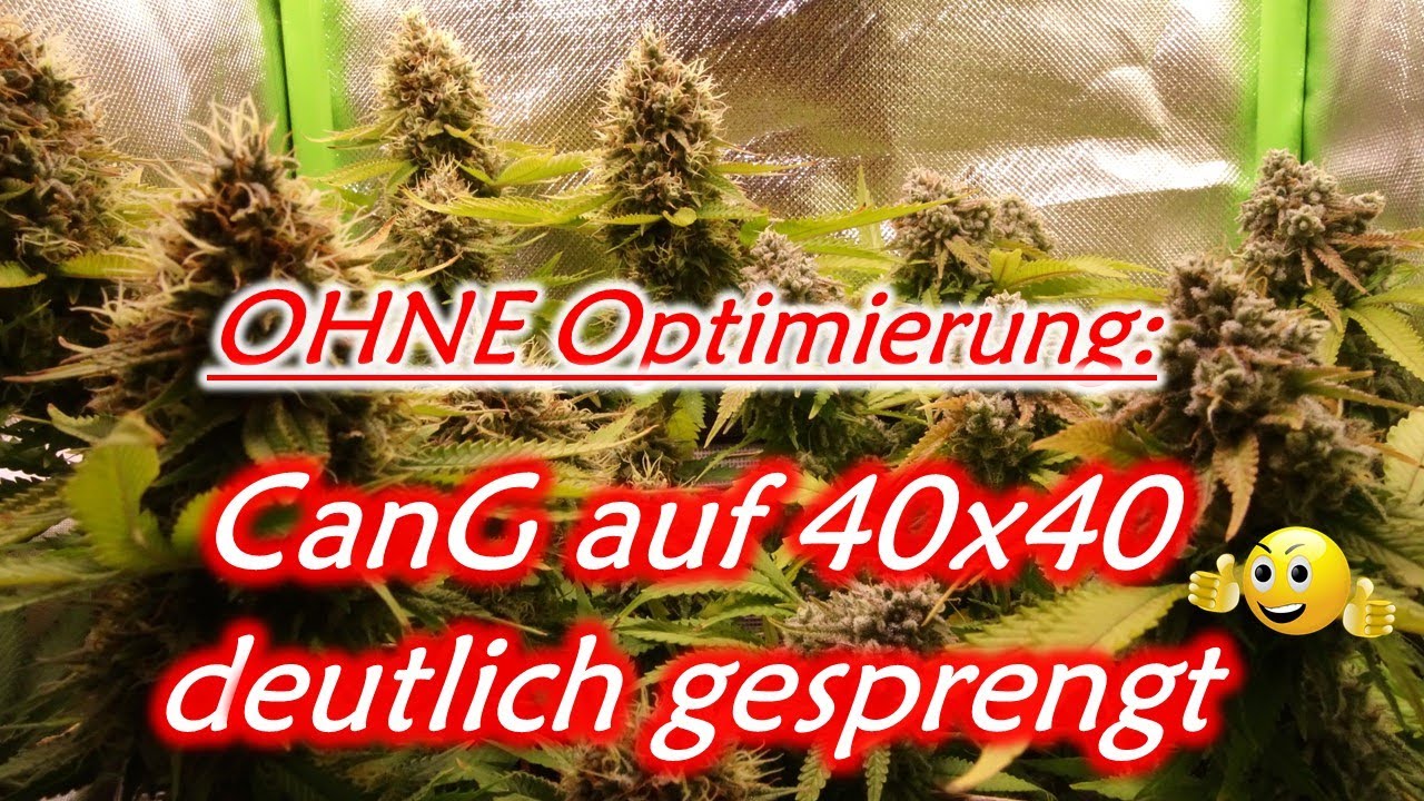 Cannabis Grow 40×40 im Kleiderschrank | Schöner Ertrag | LST | Legalisierung Eigenbedarf