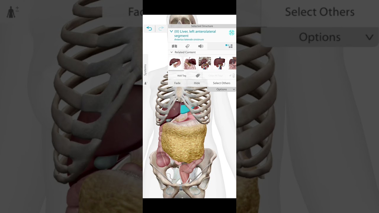 lower abdomen|anatomy|#medicine #mbbs #health #doctor #youtubeshorts #healthtips #usa