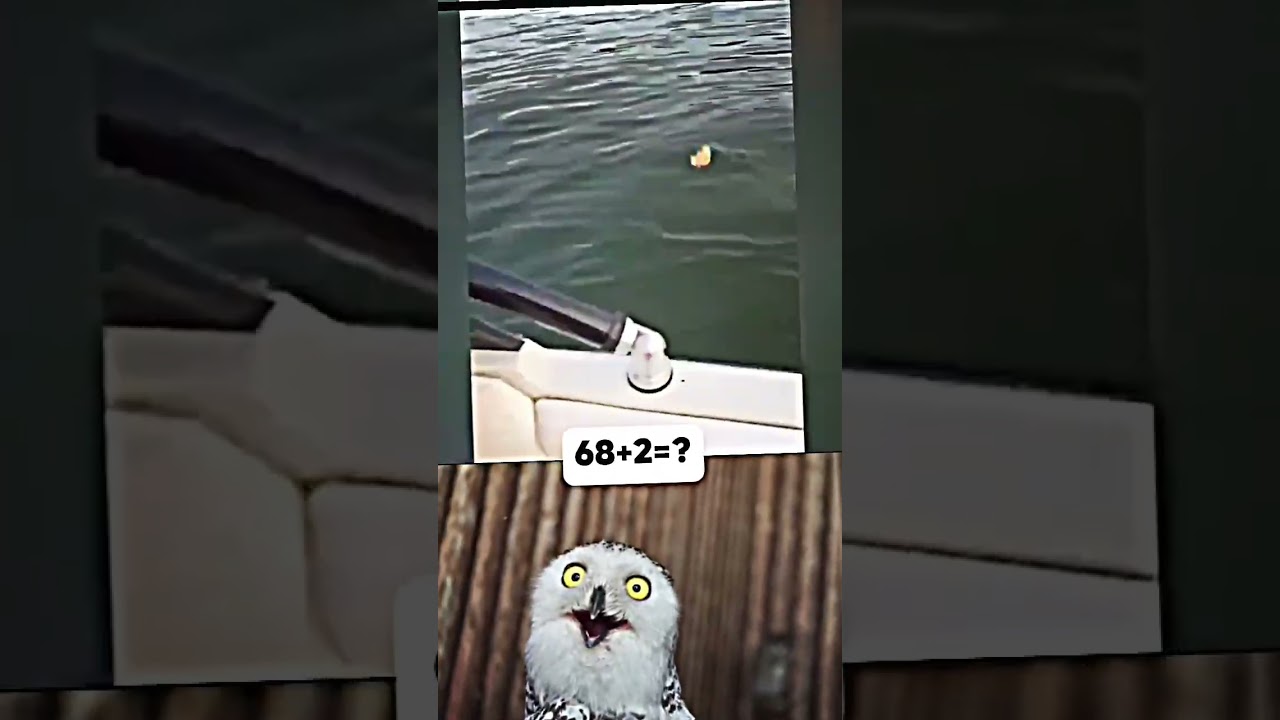 Owl's Funniest Reaction Ever! 🦉 #funny #memes #fyp #trending #shorts #music #sigma