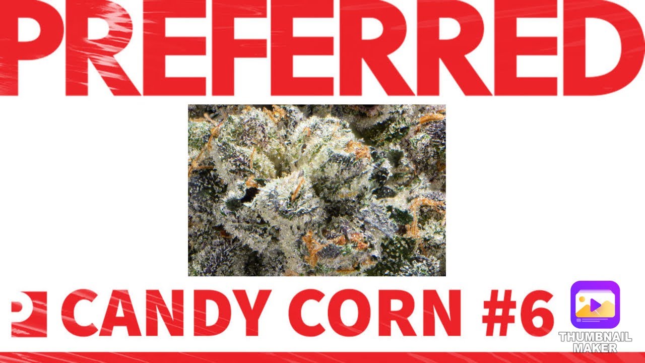 @preferredgardens Candy Corn #6 strain review