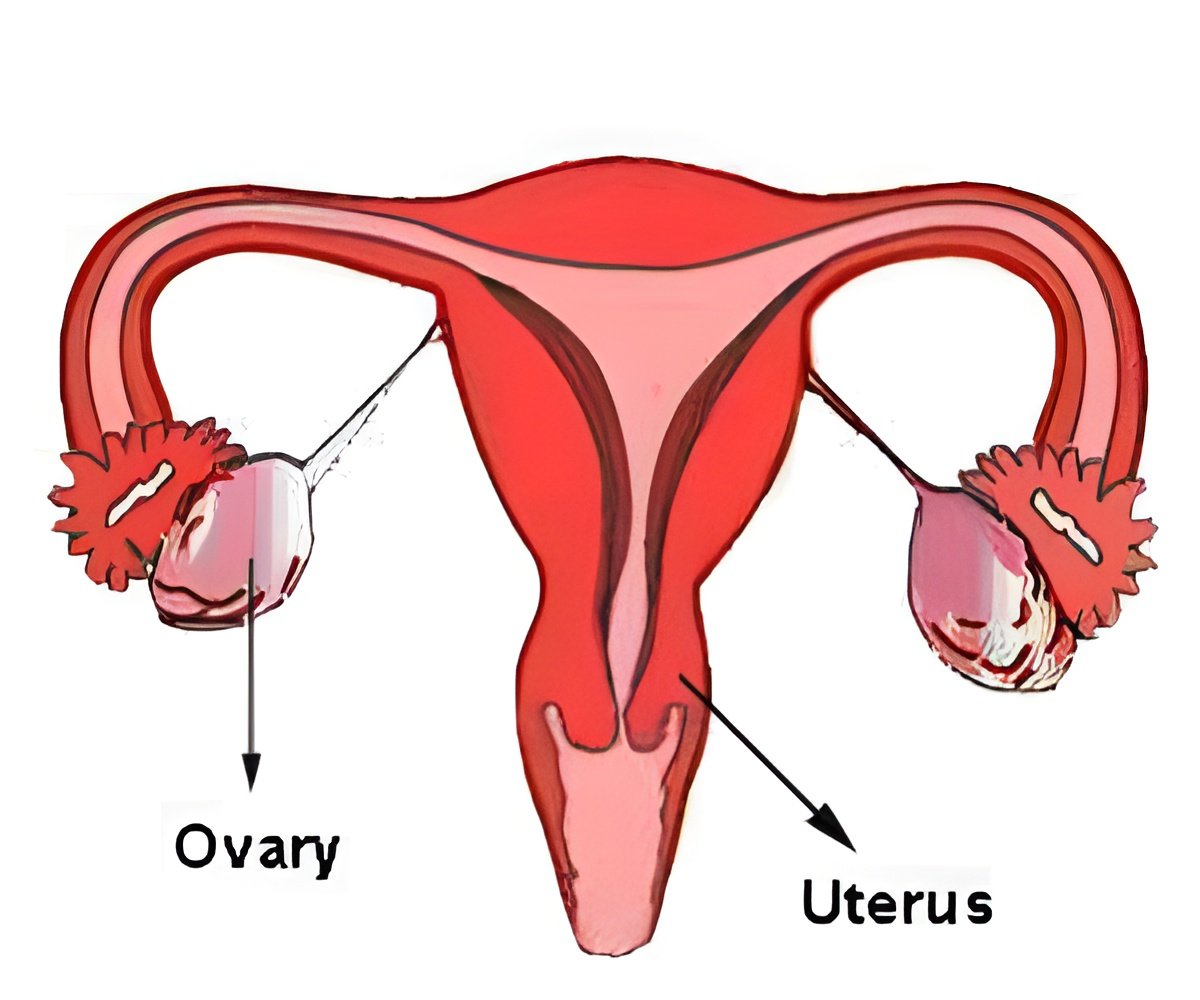 Uterus Transplants Bring Hope to Infertility