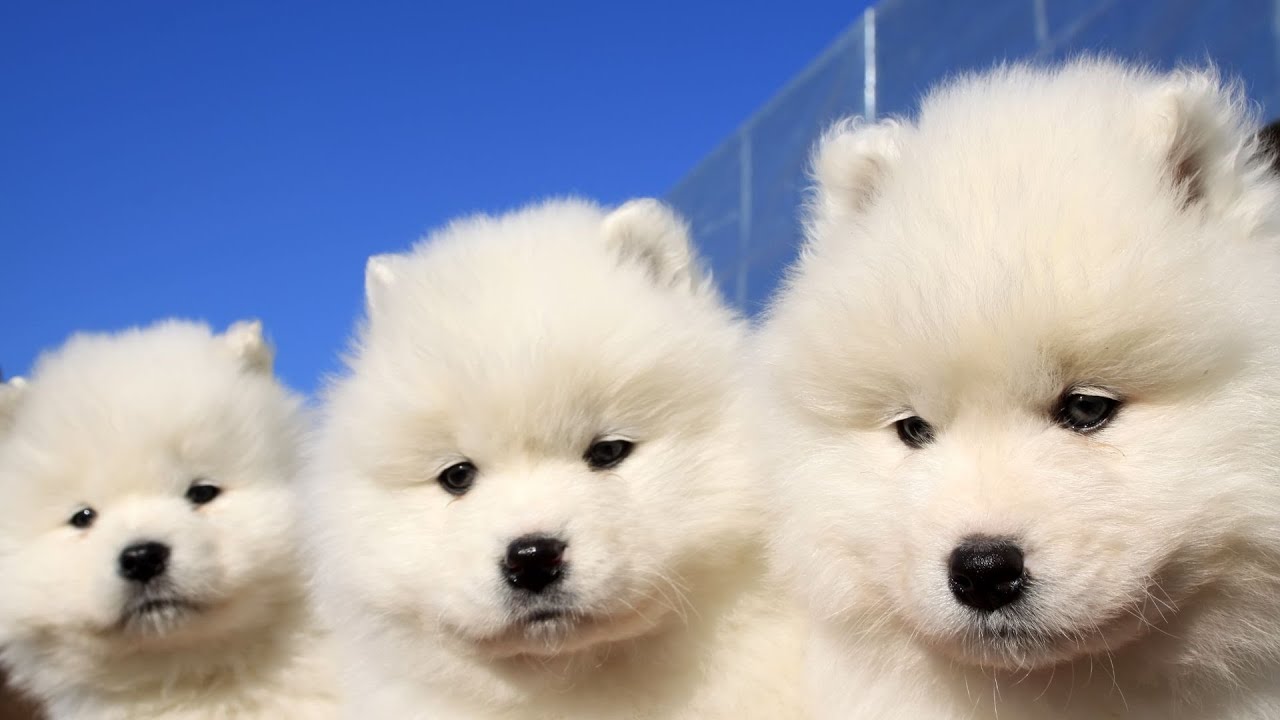 How to Care for Your Samoyed: Health & Wellness Tips