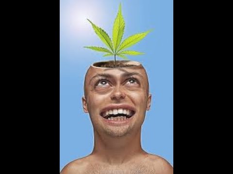 20 Facts about CANNABIS!!