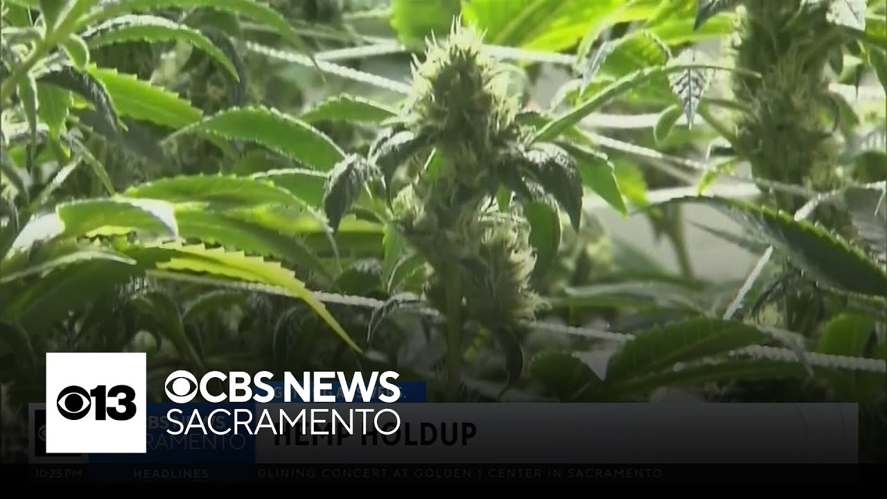 Could hemp industry advocates sue California governor?