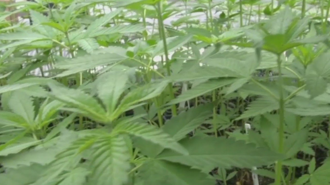 Cannabis Director expects first Florida hemp crop in 2020