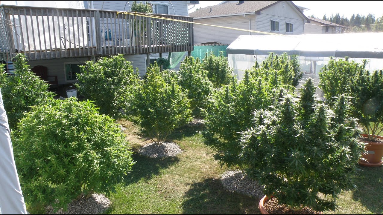 Flowering Cannabis Plants Outdoors in Northern ON, Canada