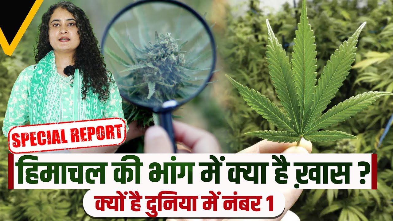 Himachal की भांग का रहस्य- क्या है ख़ास l क्यों है दुनिया में नंबर 1 Hemp l Malana l History