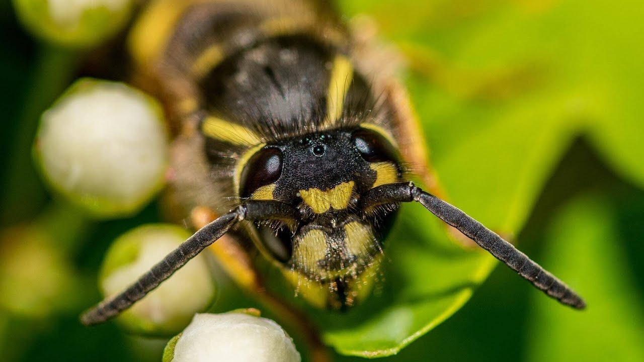 Fighting cannabis pests with the help of beneficial insects