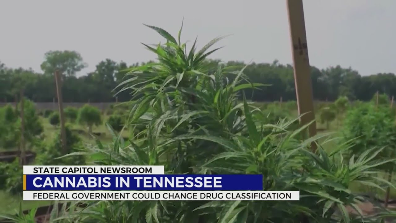 Cannabis in TN: Federal government could change drug classification