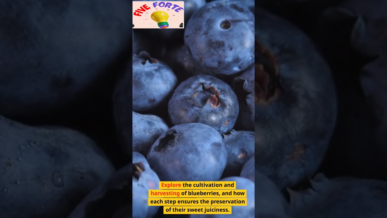 Top 3 Facts About Blueberries (USA Fruits) | Facts About Blueberries | Five Forte #shorts #video