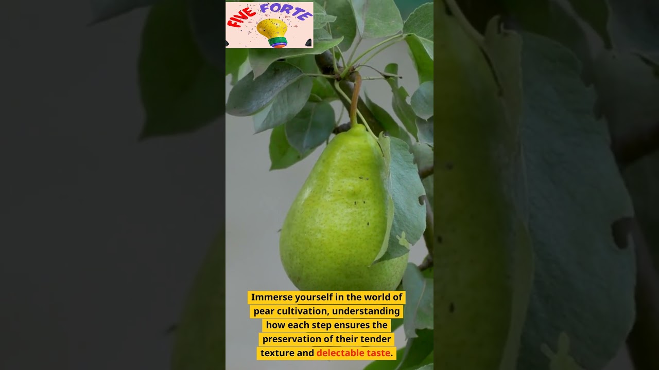 Top 3 Facts About Pears (USA Fruits) | Facts About Pears | Five Forte #shorts #video