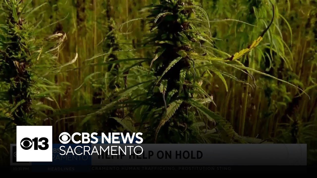 Hemp products conatining THC pulled from California store shelves