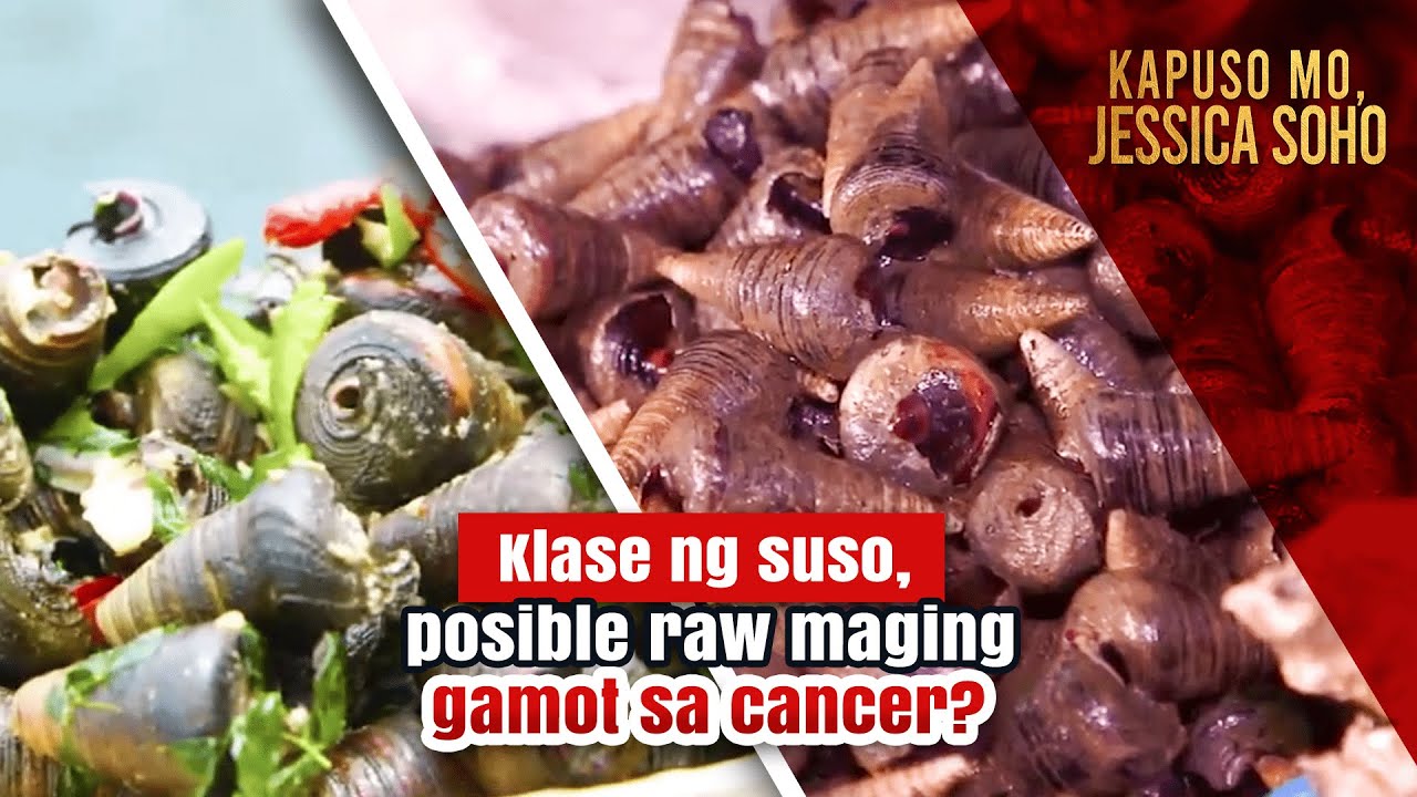 Klase ng suso, posible raw maging gamot sa cancer?| Kapuso Mo, Jessica Soho