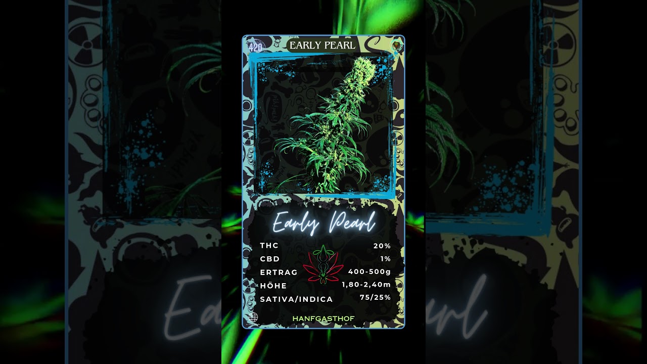 EarlyPearl #EarlyPearl #SativaDominant #OutdoorCannabis #Hanfgasthof #FrüheBlüte #Ertragreich