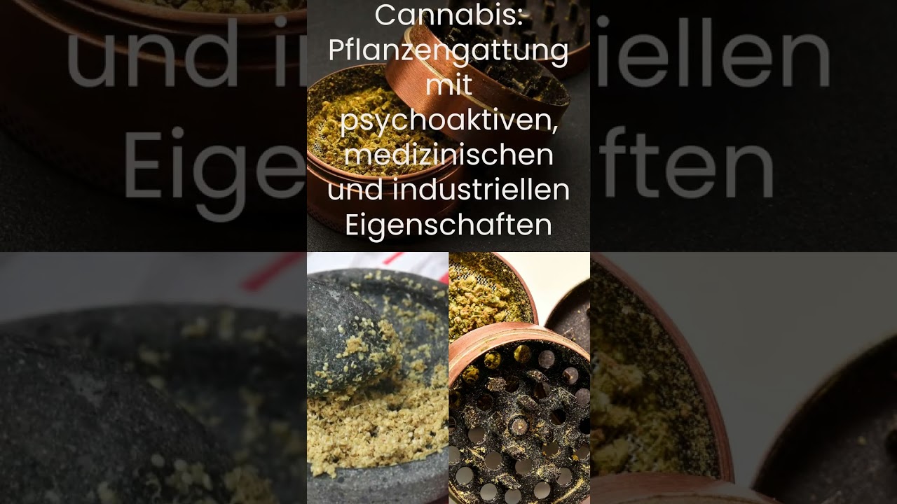 Cannabis vs. Haschisch: Die Unterschiede und Wirkungen verstehen