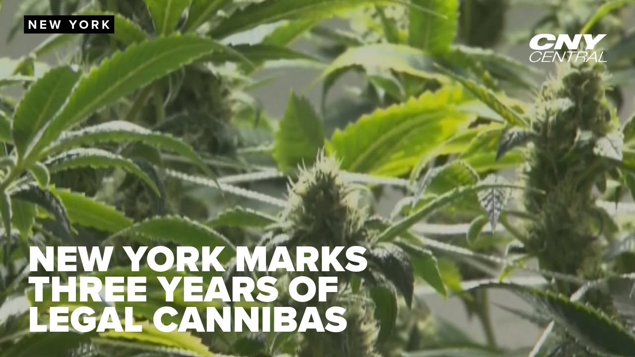 Progress report shows marijuana impact on New York over the past few days