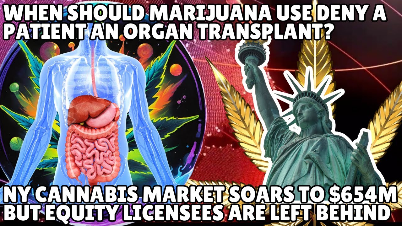 When should marijuana use deny a patient an organ transplant?