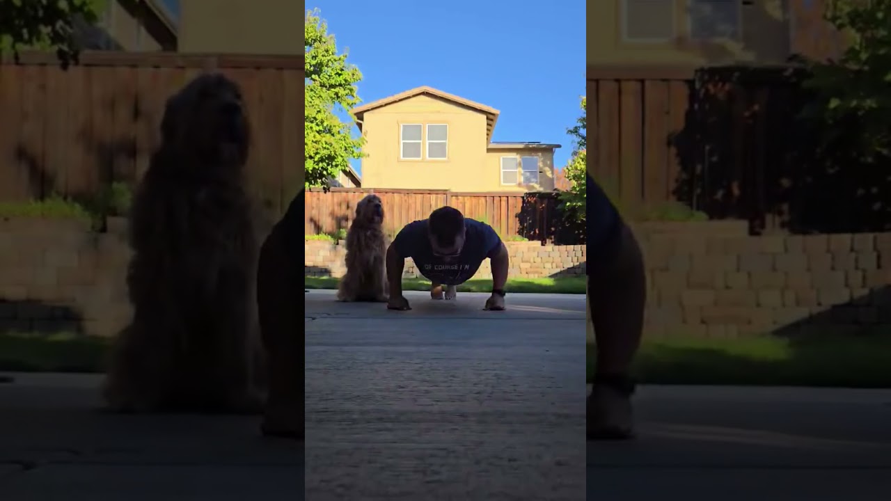 Day 169 – 22 Push Ups  #health #motivation #anxiety  #depression #fitness #funny #goals  #dog #puppy