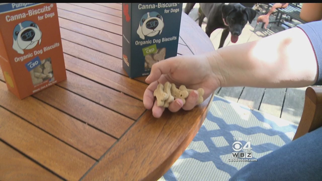 Hemp-Infused Dog Biscuits May Help Pets In Pain