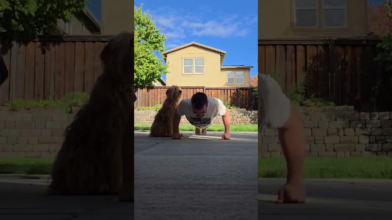 Day 171 – 22 Push Ups  #health #motivation #anxiety  #depression #fitness #funny #goals  #dog #puppy