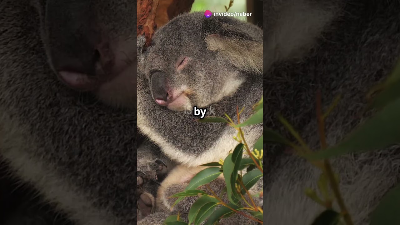 Koalas  The Sleepyheads of the Animal Ki