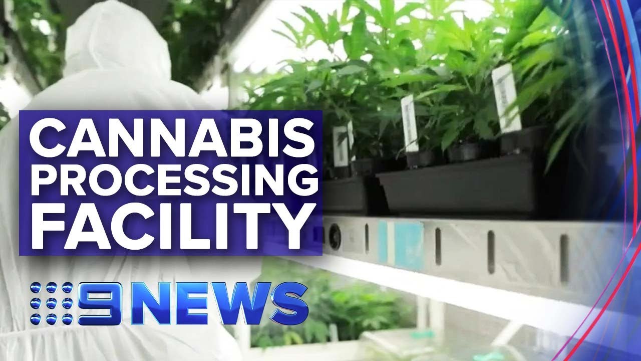 Victoria opens first medicinal cannabis processing facility | Nine News Australia