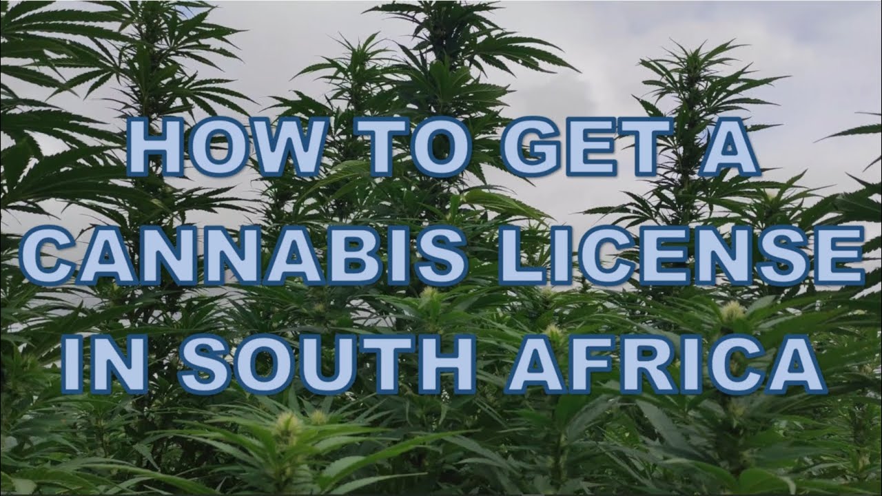 Cannabis Licenses in South Africa