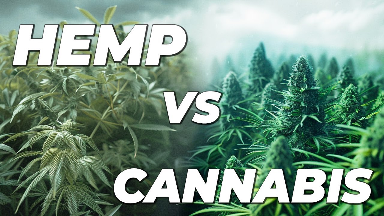 Hemp vs Cannabis – What is the difference between Hemp and Cannabis?