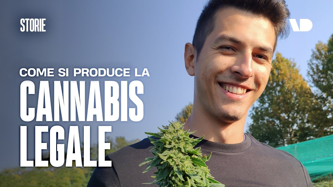 Come si produce la cannabis legale