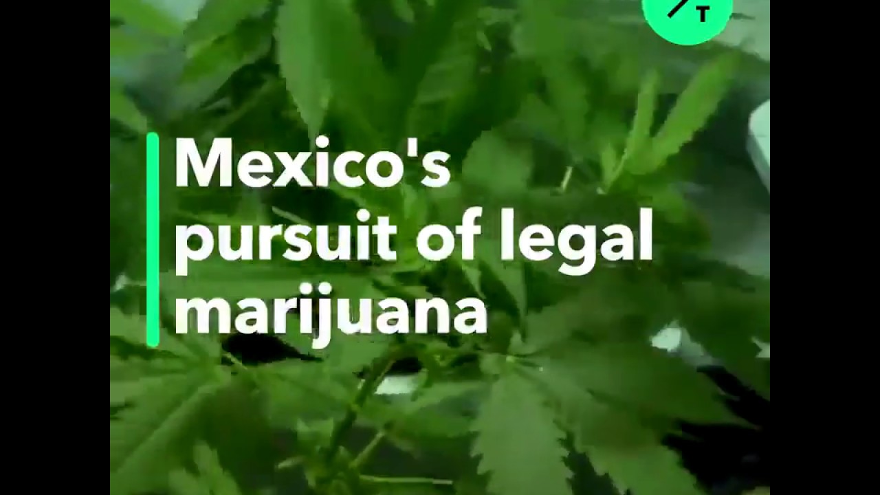 Mexico's Pursuit of Legal Marijuana