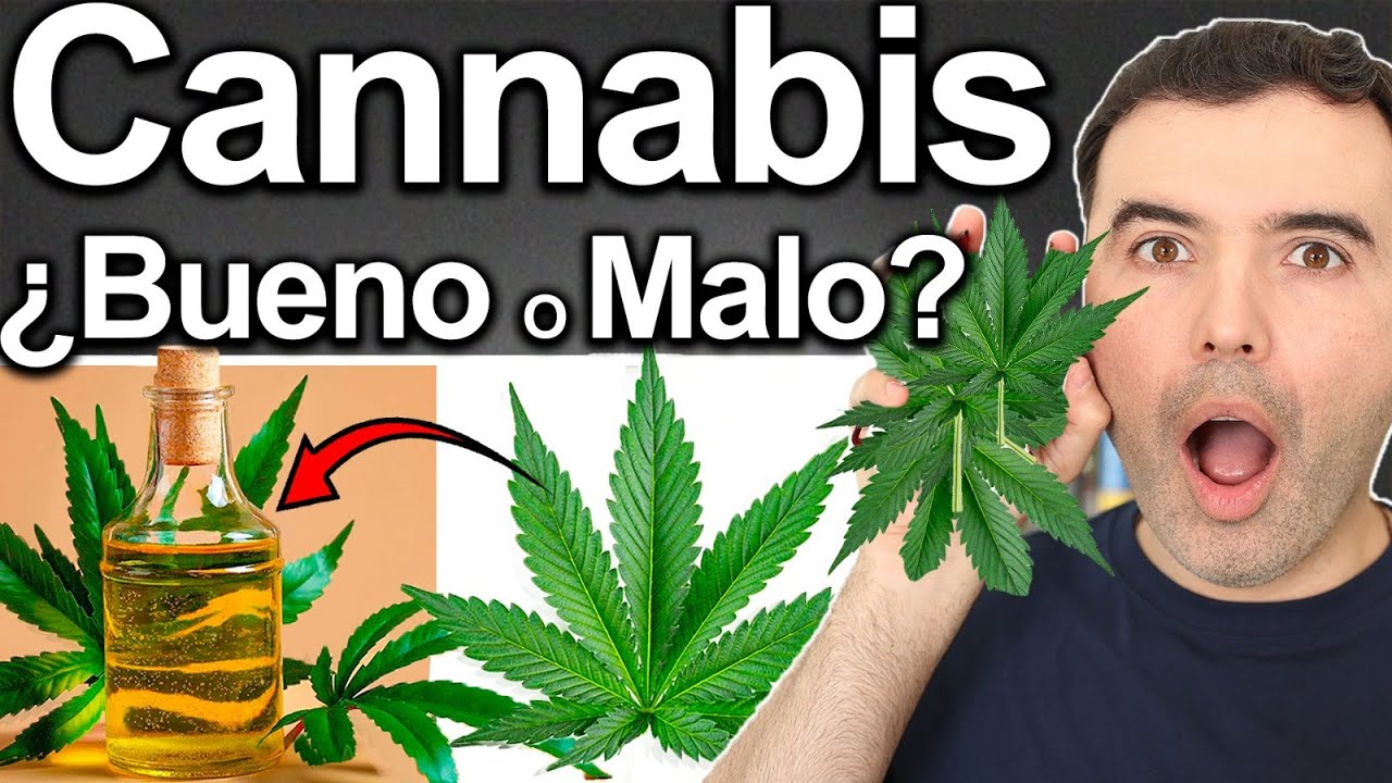 CANNABIS BUENO O MALO? – La Cruda Verdad Marijuana o Marihuana Para Qué Sirve? – Beneficios o No