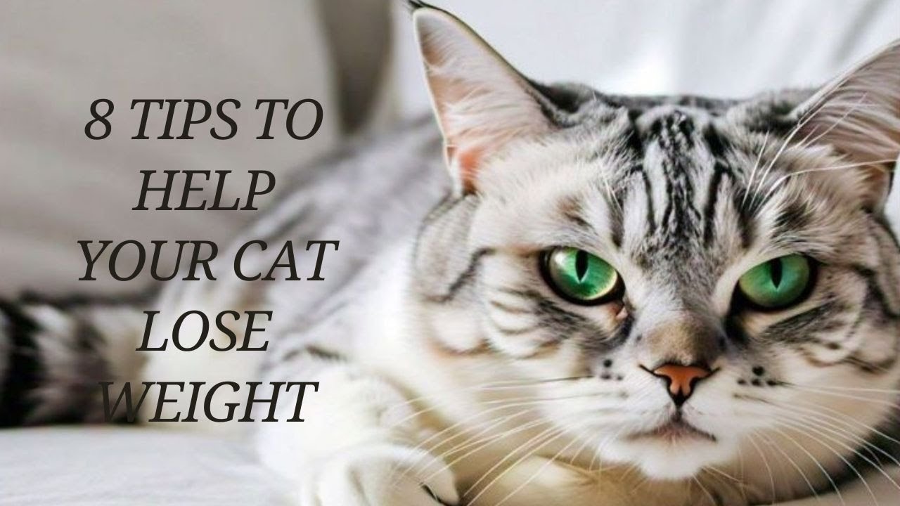 8 Tips To Help Your Cat Lose Weight USA