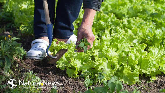 NaturalNewsBlogs Gardening – Natural mental & physical benefits