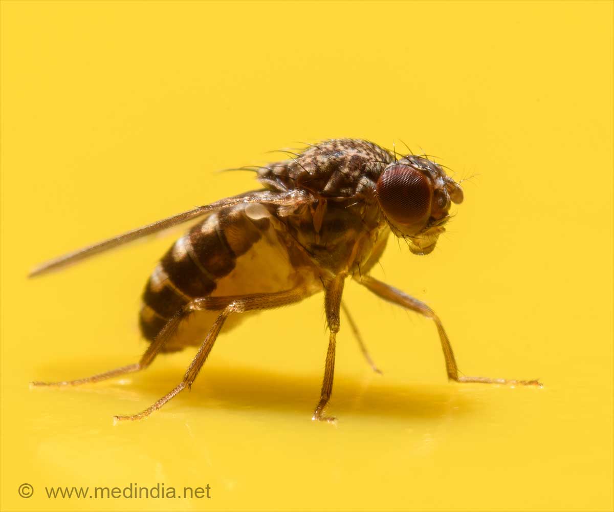 Fruit Fly Gut Hormones Reveals Clues to Longevity