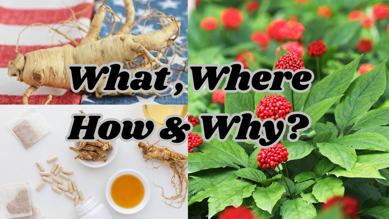 american ginseng benefits and side effects | Nature’s Stress Reliever | Natural Health Tips USA