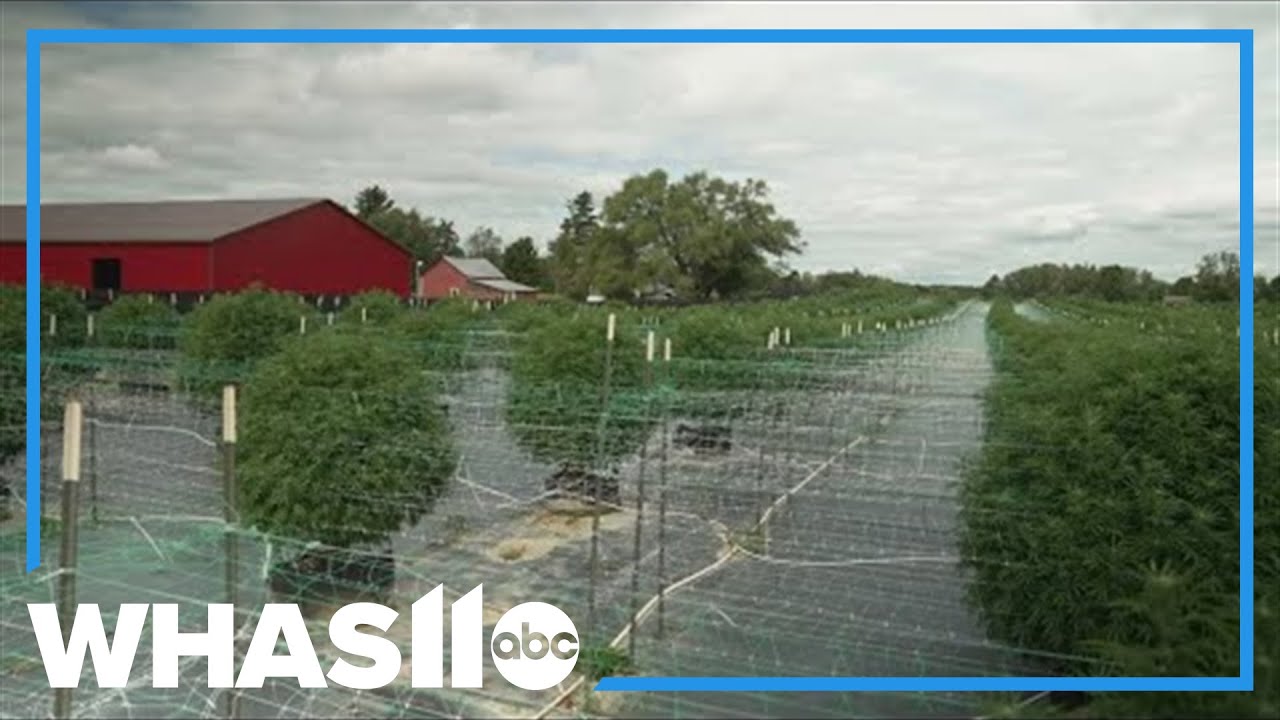 FOCUS: Michigan marijuana farm interested but hesitant to expand to Kentucky