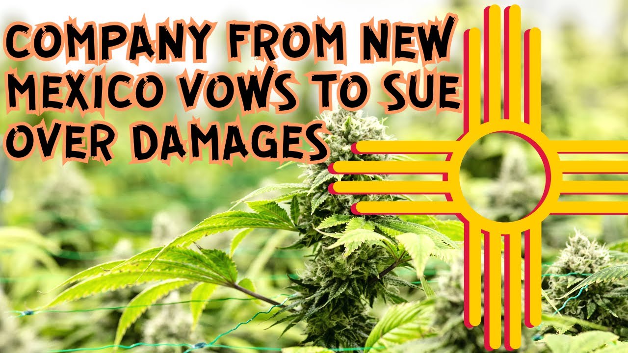 Company vows to sue over damages after New Mexico authorities destroy cannabis crops