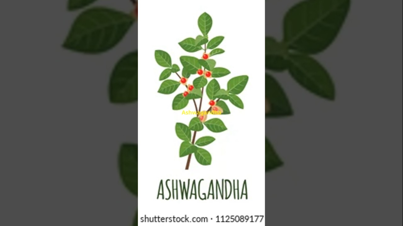 अश्वगंधा के फायदे #ashwagandhapowder #ashwagandha #shorts #ayurveda #shortvideo #short #shortsfeed