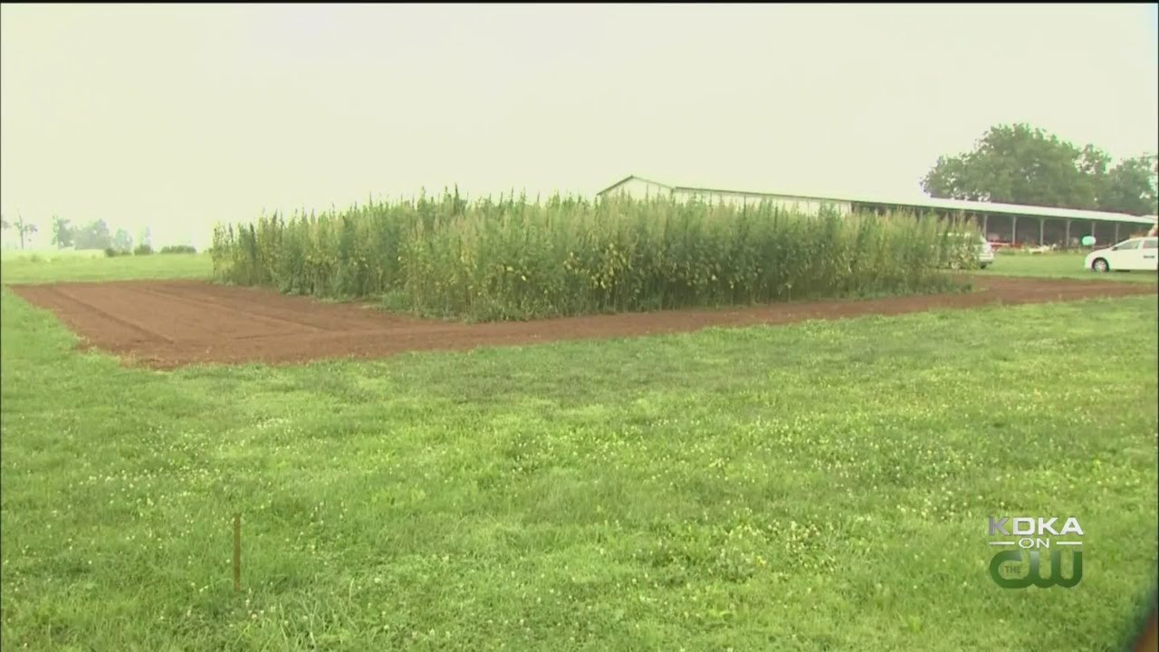 Industrial Hemp Growing In Pennsylvania Under New Federal Law