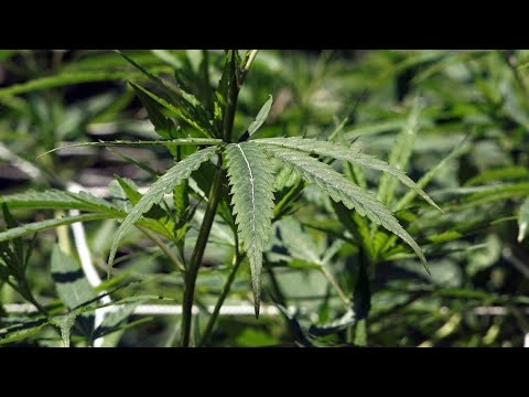 It's getting easier to grow hemp in Tennessee