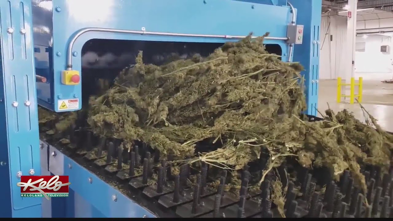 South Dakota company invents equipment for fast-growing hemp industry