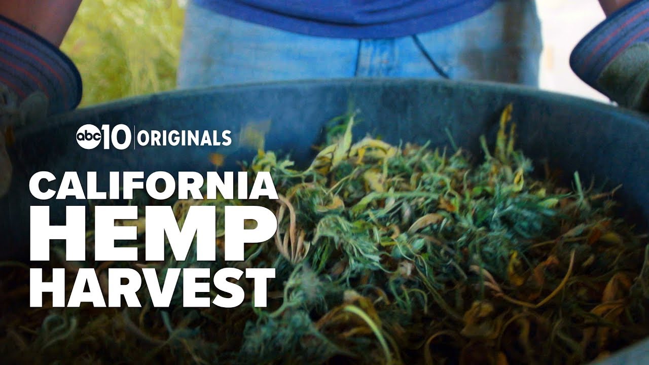 Is hemp on the verge of a comeback in California?