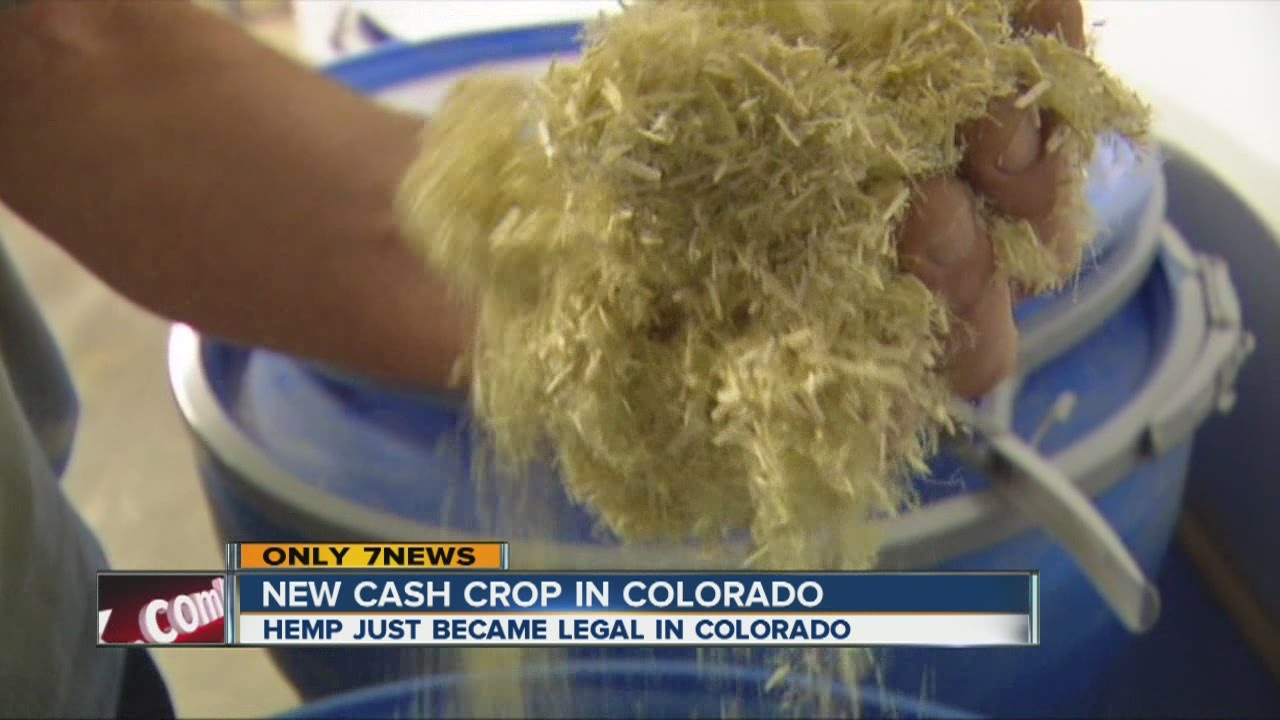 First large-scale hemp plant starts in Colorado