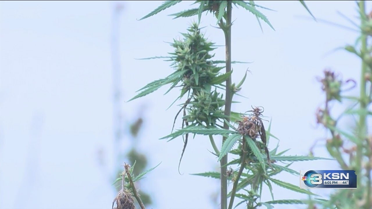 Regulation change could be boom for hemp in Kansas